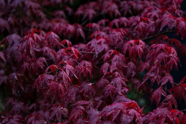 Labore et dolore magna