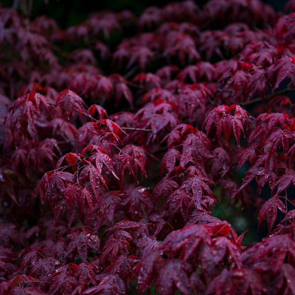 Labore et dolore magna